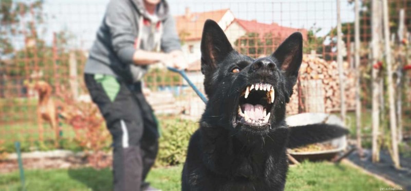 Understanding Passive Aggression in Dogs: Signs & Solutions