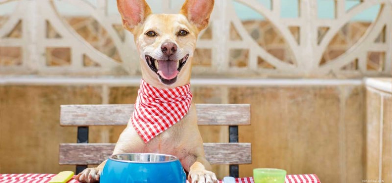 Why Do Some Dogs Refuse Food? Insights Into Picky Eating in Dogs