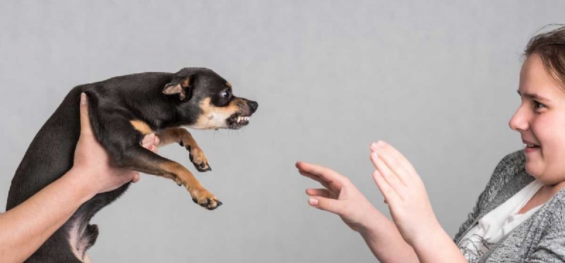 Understanding Passive Aggression in Dogs: Signs & Solutions