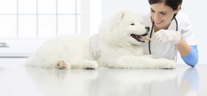 Why Do Some Dogs Refuse Food? Insights Into Picky Eating in Dogs