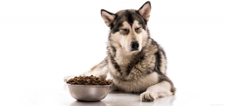 Why Do Some Dogs Refuse Food? Insights Into Picky Eating in Dogs
