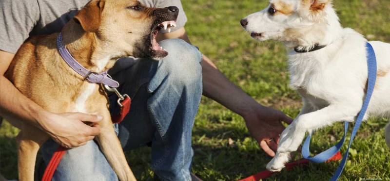 Can You Successfully Retrain an Older Dog?