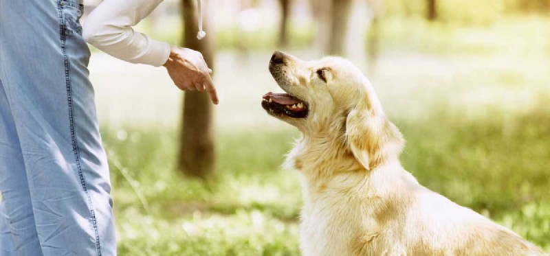 Can You Successfully Retrain an Older Dog?