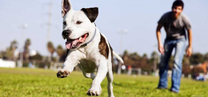 Can You Successfully Retrain an Older Dog?