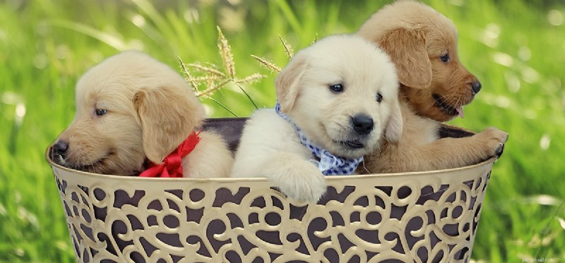 Can Dogs Exhibit Sociopathic Behavior? Understanding the Truth Behind Pet Aggression