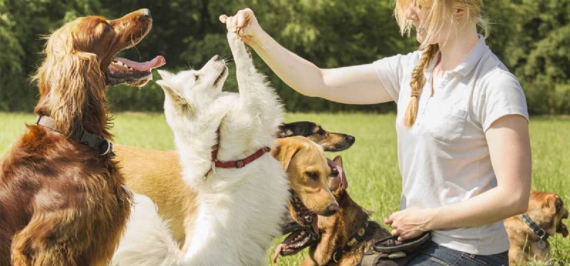 Can You Successfully Retrain an Older Dog?
