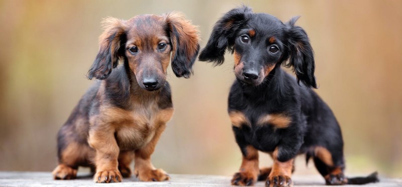 Can Dogs Exhibit Sociopathic Behavior? Understanding the Truth Behind Pet Aggression