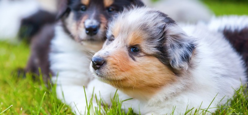 Can Dogs Exhibit Sociopathic Behavior? Understanding the Truth Behind Pet Aggression