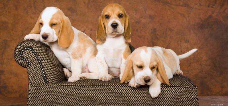 Can Dogs Exhibit Sociopathic Behavior? Understanding the Truth Behind Pet Aggression