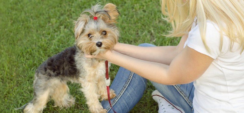 Can Dogs Experience Ticklishness? Insights for Pet Owners