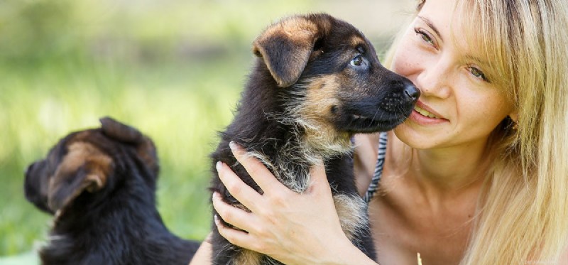 Can Dogs Experience Ticklishness? Insights for Pet Owners