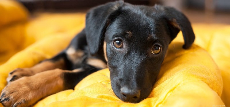 Can Dogs Experience Unhappiness? A Guide to Their Emotional Well‑Being
