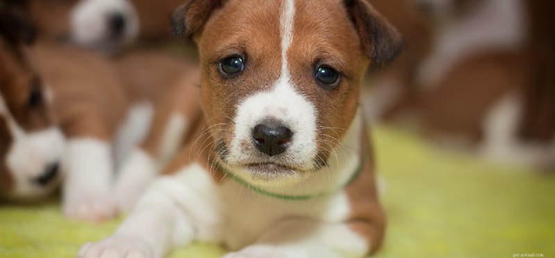 Can Dogs Experience Unhappiness? A Guide to Their Emotional Well‑Being