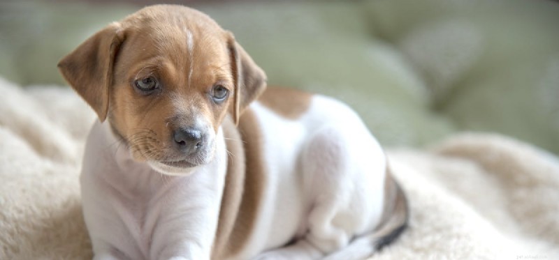Can Dogs Experience Unhappiness? A Guide to Their Emotional Well‑Being