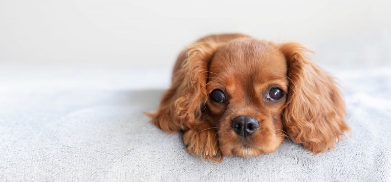 Can Dogs Experience Unhappiness? A Guide to Their Emotional Well‑Being