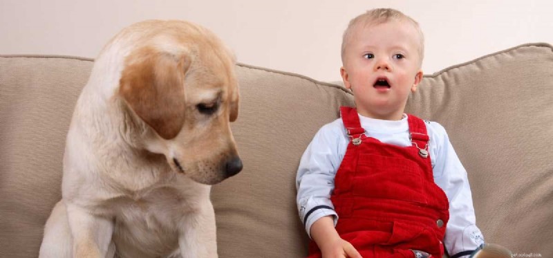 How Therapy Dogs Support Mental Health and Wellbeing