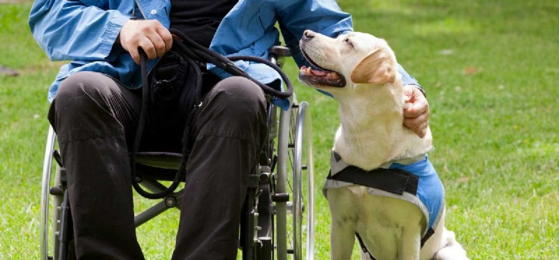 How Therapy Dogs Support Mental Health and Wellbeing