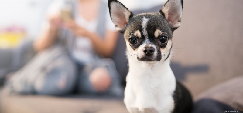 Can Dogs Turn Into Zombies? Separating Fact from Fiction