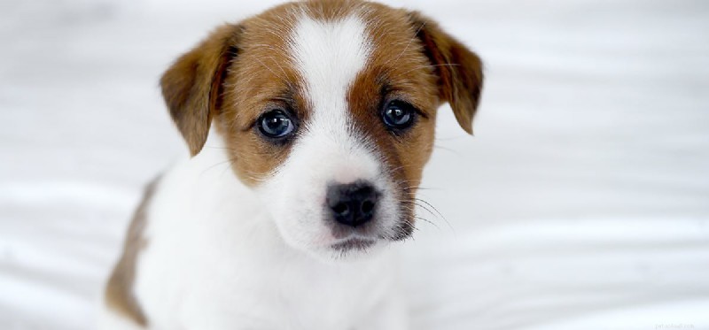 Do Dogs Carry Bed Bugs? Expert Insights & Prevention Tips