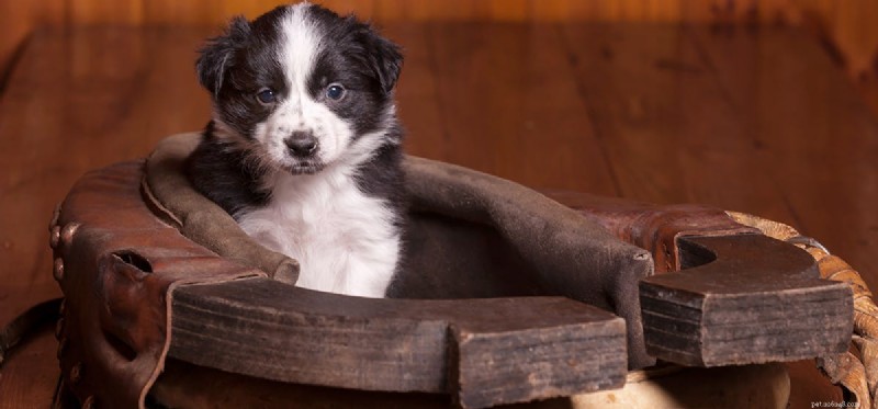 Do Dogs Carry Bed Bugs? Expert Insights & Prevention Tips