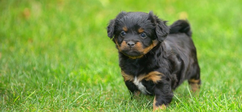 Do Dogs Carry Scabies? Understanding Canine Sarcoptic Mange