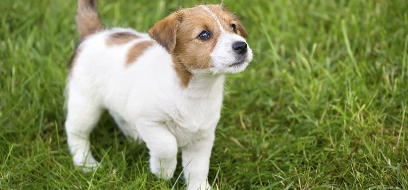 Do Dogs Carry Scabies? Understanding Canine Sarcoptic Mange