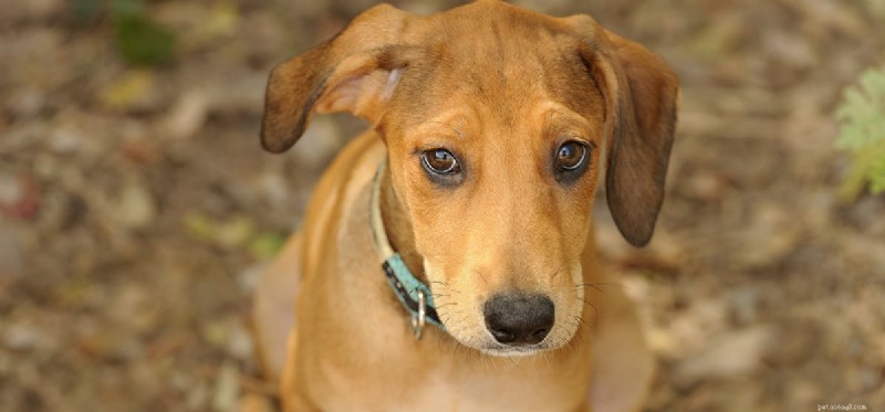 Can Dogs Contract Pink Eye? What You Need to Know