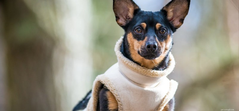Can Your Dog Catch Your Cold? What Science Says
