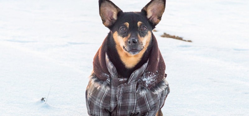 Can Your Dog Catch Your Cold? What Science Says