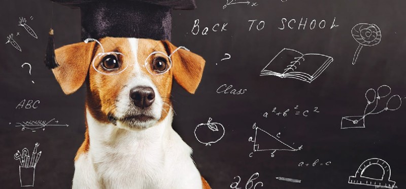 Can Dogs Count? A Scientific Look at Canine Numerical Abilities