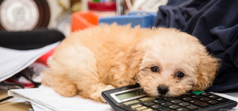 Can Dogs Count? A Scientific Look at Canine Numerical Abilities