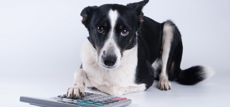 Can Dogs Count? A Scientific Look at Canine Numerical Abilities
