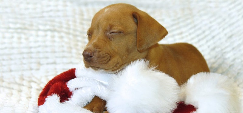 Do Dogs Really Cry? Understanding Canine Emotions and Tear Production