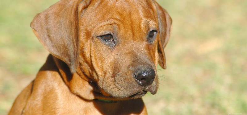 Do Dogs Really Cry? Understanding Canine Emotions and Tear Production
