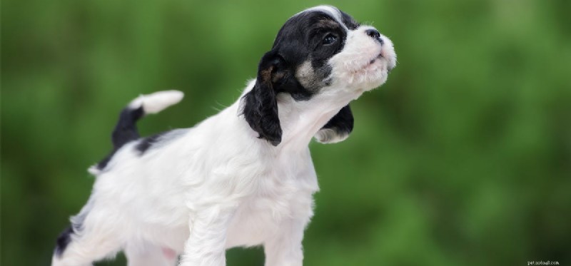 Do Dogs Really Cry? Understanding Canine Emotions and Tear Production