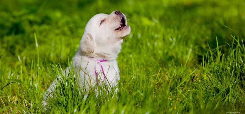 Do Dogs Really Cry? Understanding Canine Emotions and Tear Production