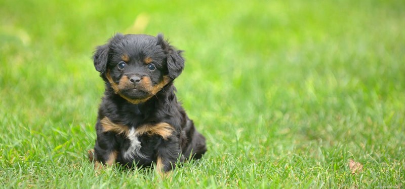 Dogs Detecting Gas Leaks: A Reliable Safety Solution