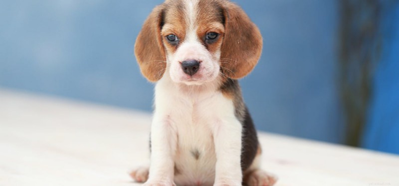 Dogs Detecting Gas Leaks: A Reliable Safety Solution