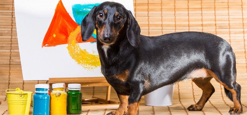 Can Dogs See Color? Unveiling Their True Visual World