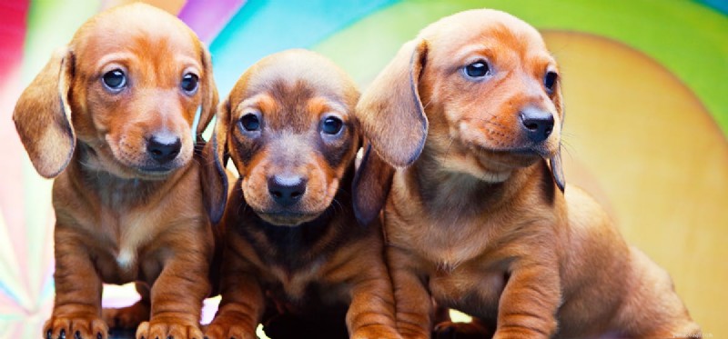 Can Dogs See Color? Unveiling Their True Visual World