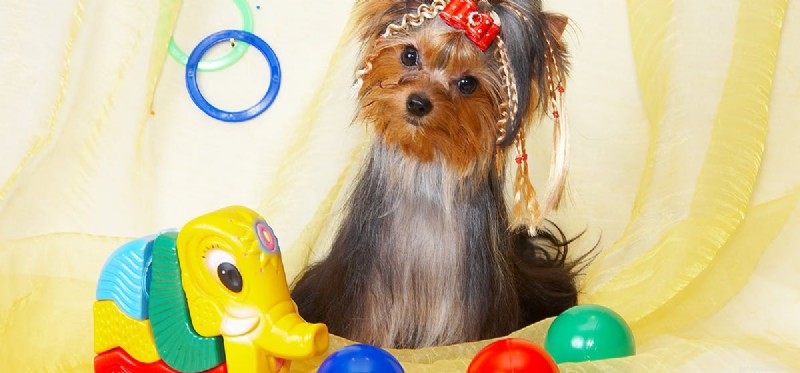 Can Dogs See Color? Unveiling Their True Visual World