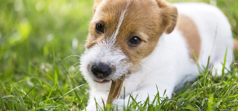 Can Dogs Digest Bones? A Veterinary Guide to Safe Bone Feeding