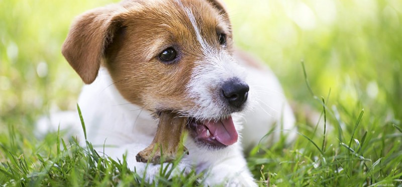 Can Dogs Digest Bones? A Veterinary Guide to Safe Bone Feeding
