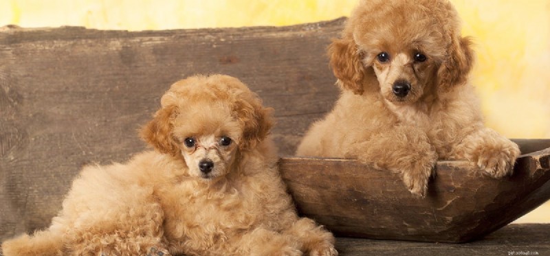 Apricots and Dogs: Safe Treats, Seed Hazards, and Expert Tips