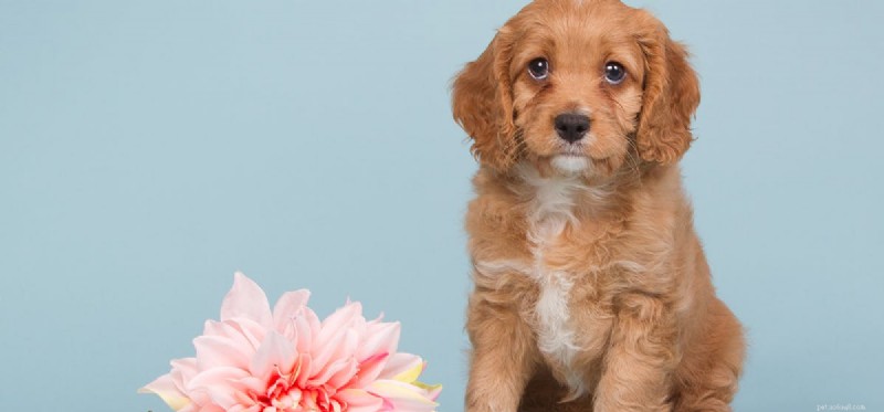 Apricots and Dogs: Safe Treats, Seed Hazards, and Expert Tips