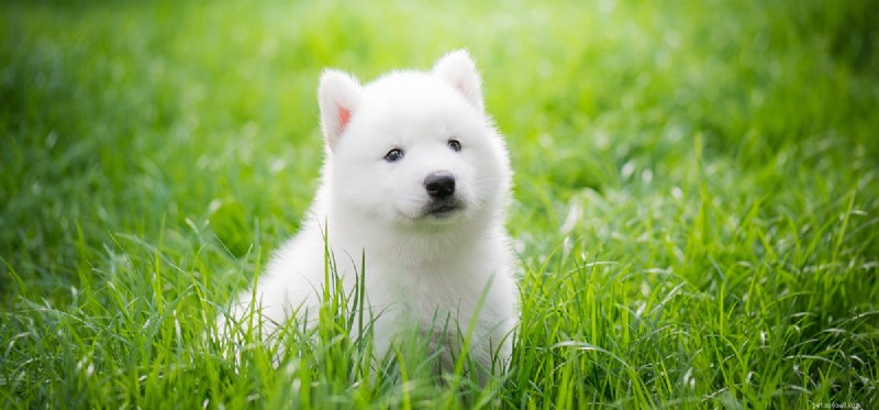 Are Cranberries and Dried Cranberries Safe for Dogs?