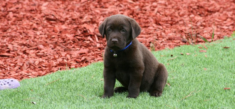 Are Cranberries and Dried Cranberries Safe for Dogs?