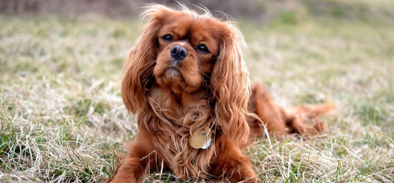 Is Durian Safe for Dogs? A Vet-Approved Guide