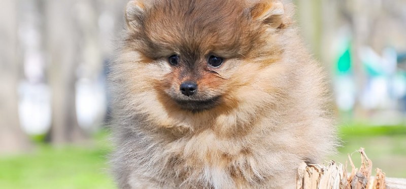 Is Durian Safe for Dogs? A Vet-Approved Guide