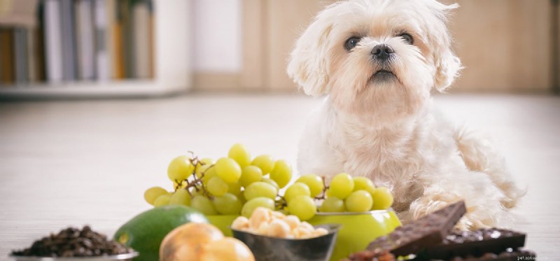 Are Onions Safe for Dogs? Risks, Symptoms, and Safer Alternatives